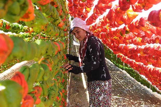 Gaziantep&#039;te kurutmalık zamanı