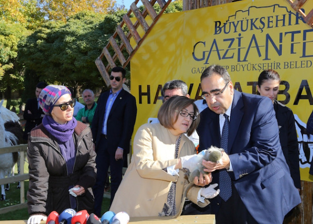 Gaziantep Hayvanat Bahçesi&#039;nde  ikinci kez dördüz kaplan sevinci