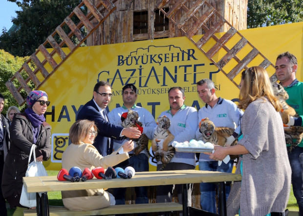 Gaziantep Hayvanat Bahçesi'nde  ikinci kez dördüz kaplan sevinci