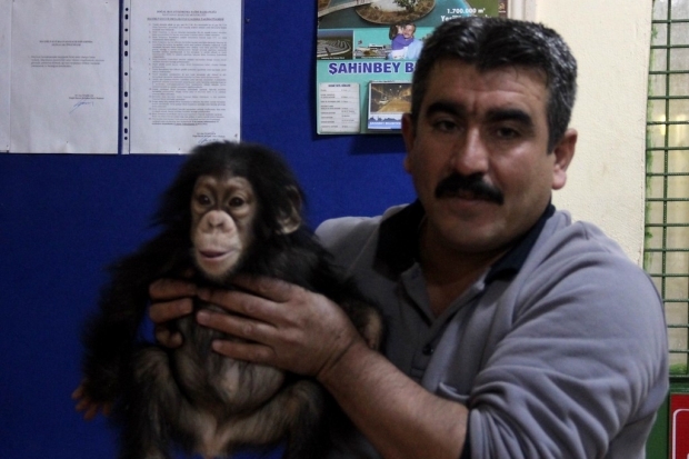 Gaziantep Hayvanat Bahçesi'nde Minik şempanze Can’a özel bakım