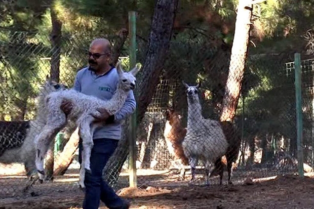 Gaziantep Hayvanat Bahçesi'nde doğum sevinci