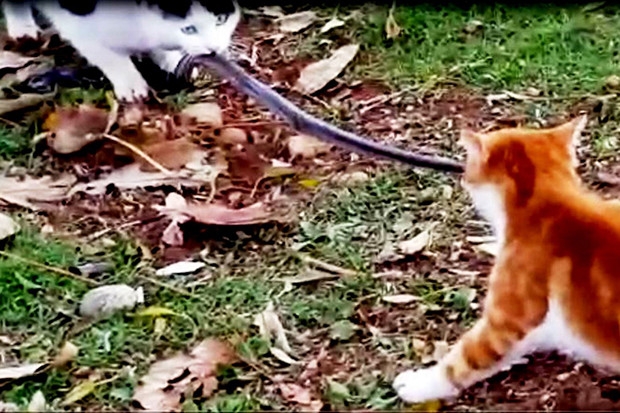 Kedilerin kavgası böyle görüntülendi