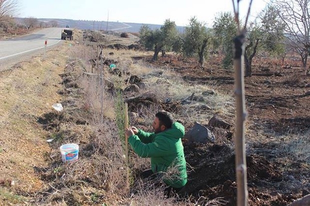 Kilis yollarına 13 bin fidan dikildi