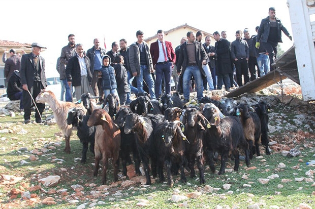 Gaziantep Büyükşehir Belediyesi'nden çiftçilere 500 keçi