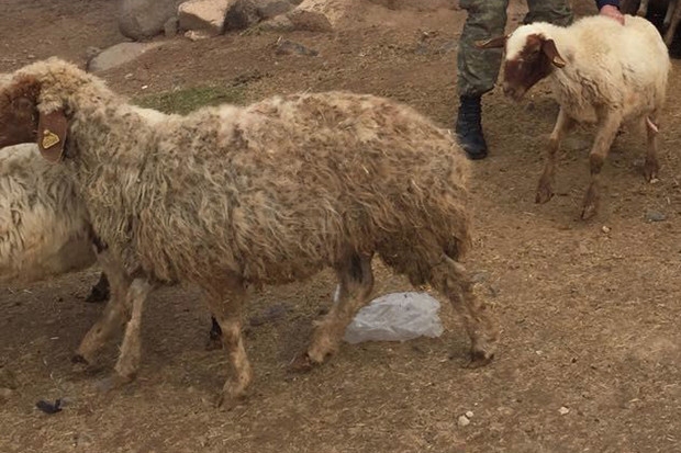 Koyun hırsızları yakalandı