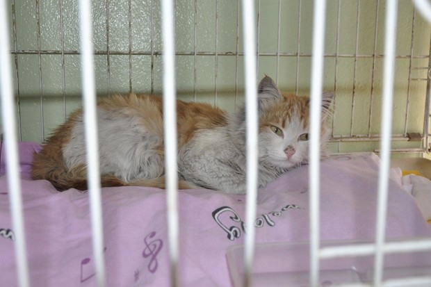 Mehmetçiğin El Bab'da bulduğu 'Barış' adlı kedi Türkiye'de