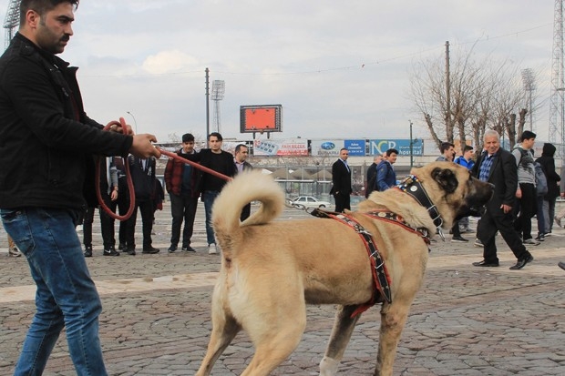 Gaziantep'ten Hollanda'ya kangallı tepki