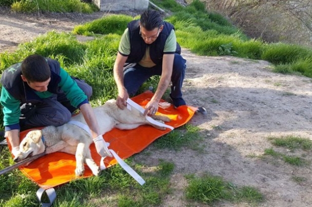 Askerler tarafından yaralı bulunan köpek kurtarıldı