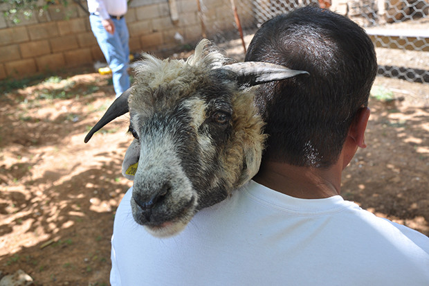 Koyunun kulağında ikinci bir ağız olduğu ortaya çıktı