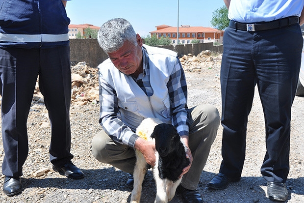 Kamyon kasasından karayoluna kuzu düştü