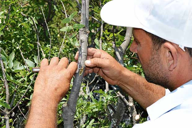 Gaziantep’de menengiç ağaçları 'Antep Fıstığı'na dönüşüyor