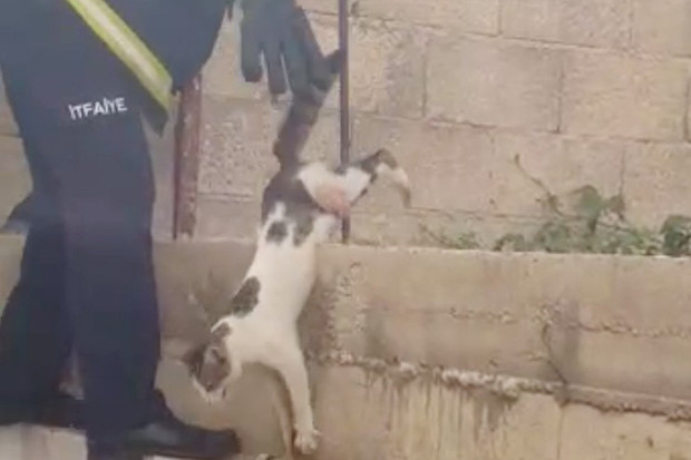 Çatıdan atlayan kedi inşaat demirine saplandı