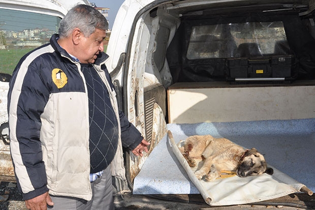 Köpeği av tüfeğiyle vurdular