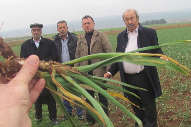 Yağışlar üreticinin yüzünü güldürdü