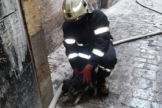 Yavru köpeği alevleri arasından kurtardılar