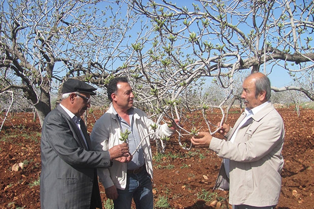 Fıstık ağaçlarında tomurcuk tırtılı paniği