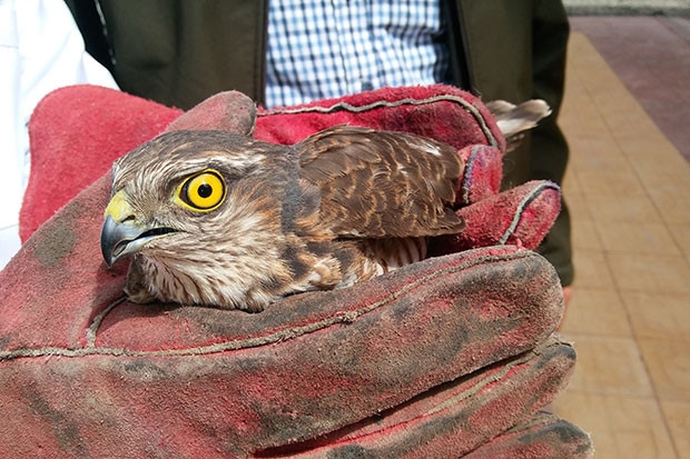 Yaralı yavru atmacaya ambulansla müdahale