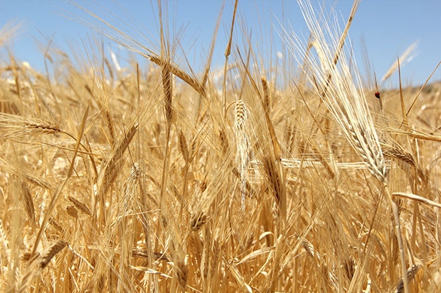 Yılın ilk buğdayı GTB’de işlem gördü