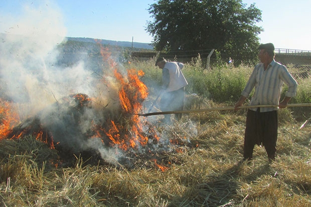 Firik için hasat sezonu başladı