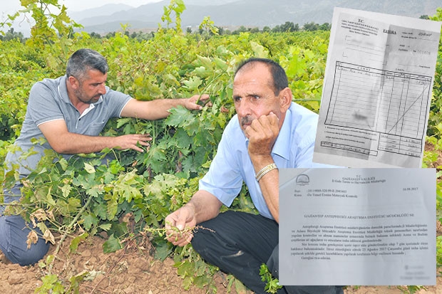 ÇİFTÇİYE HASTALIKLI FİDAN SATTILAR!