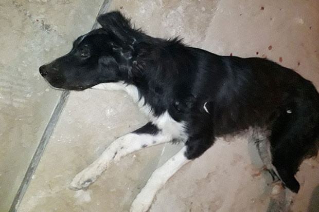 Gaziantep'te köpek vahşeti