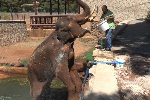 5 tonluk filler tazyikli suyla serinletiliyor