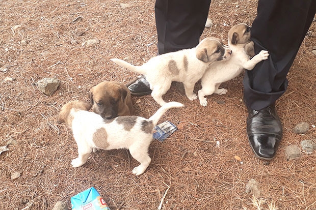 Çuvalın içinden köpek yavrusu çıktı