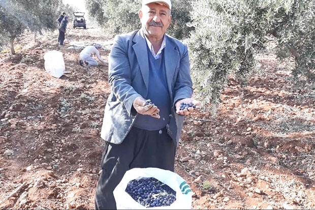 Yağlık zeytin hasadı başladı