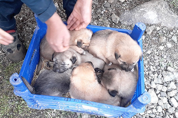 6 yavru köpeğe sahip çıktı