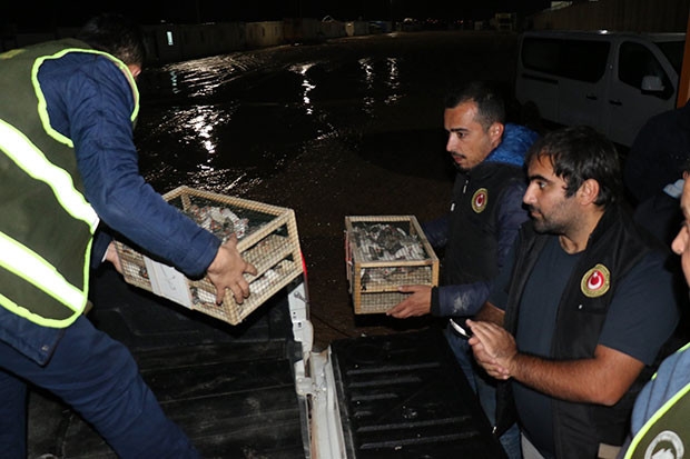 Suriye’den getirilen 500 Hint bülbülü yakalandı