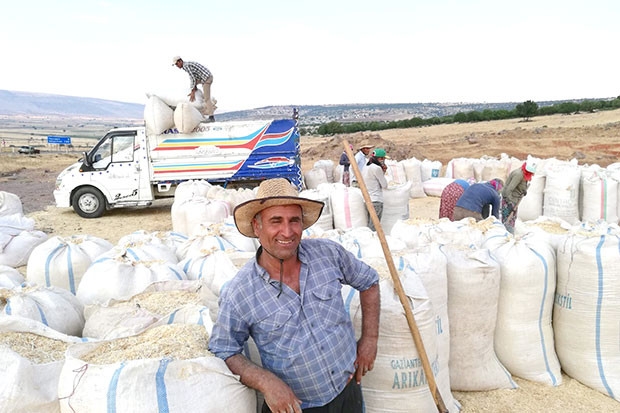 Tahılda hasattan sonra saman telaşı