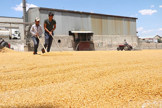 Tadını güneşten alan lezzet 'Bulgur'