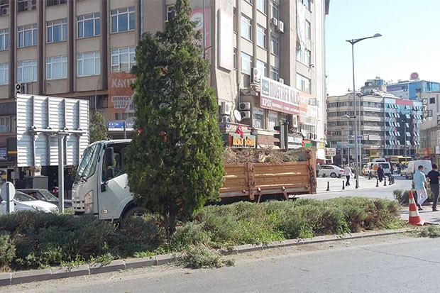 BÜYÜKŞEHİR ZARARLI OTLARI TEMİZLİYOR!