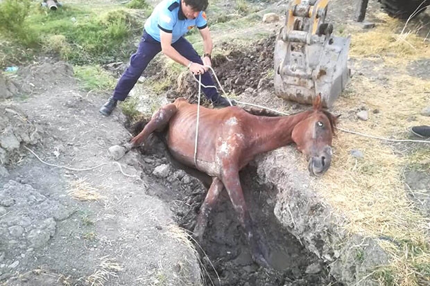 Sahipsiz atı itfaiye kurtardı