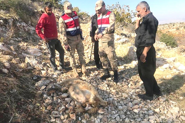 Gaziantep'te kurt dehşeti