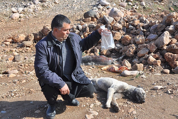 Gebe köpek zehirlenerek itlaf edildi