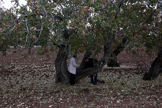 Türkiye’nin en yaşlı fıstık ağaçları Kilis’te bulundu
