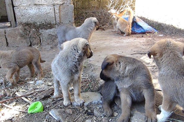 Açlıktan ölmek üzere olan 5 yavru köpek kurtarıldı