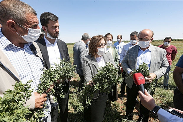 Şahin hasat yapan çiftçiyle buluştu