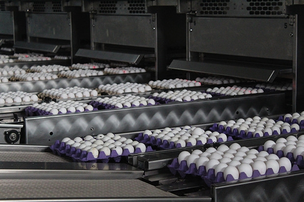 Yumurta fiyatı pandemi sürecinde arttı
