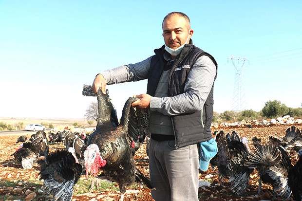 Satılık hindi bulamayınca kendi işini kurdu