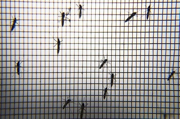 Korkutan sivrisinek açıklaması! Yaz aylarında artacak...