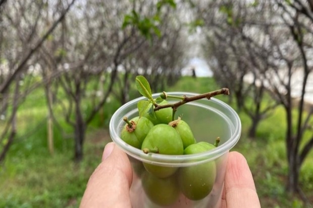 100 gram eriği 100 TL'den satışa sundu