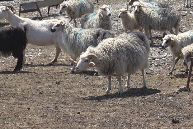 Koyun Keçi Dünyası, Gökçeada ile sahaya iniyor