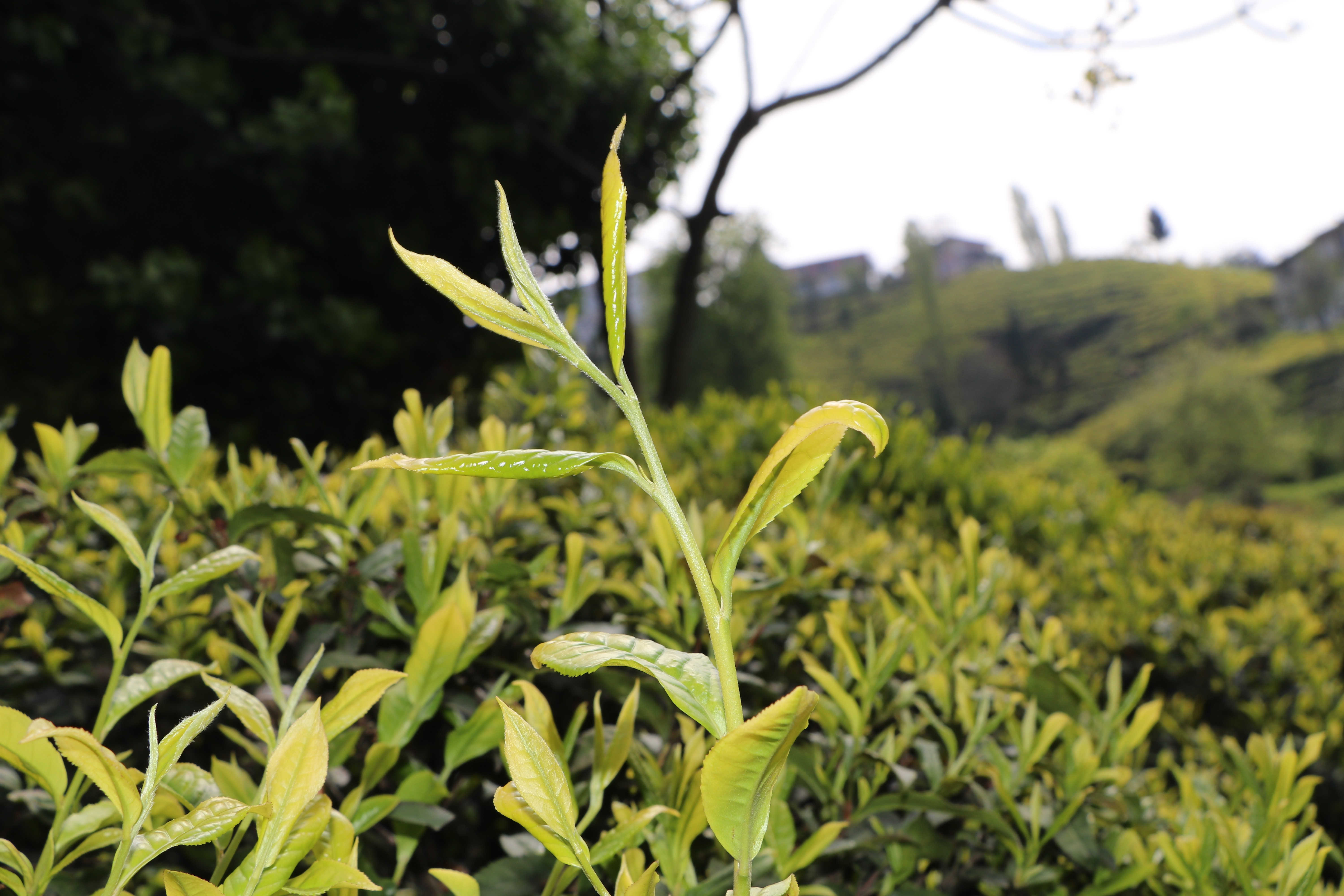 Çay üreticisi bu yıl yaş çay taban fiyatının 5 TL olmasını istiyor