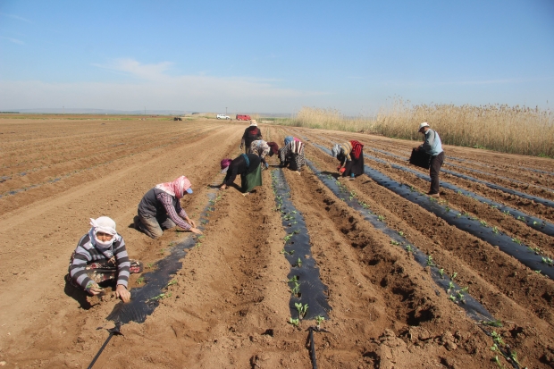 Suriye sınırında biber fideleri toprakla buluşmaya başladı