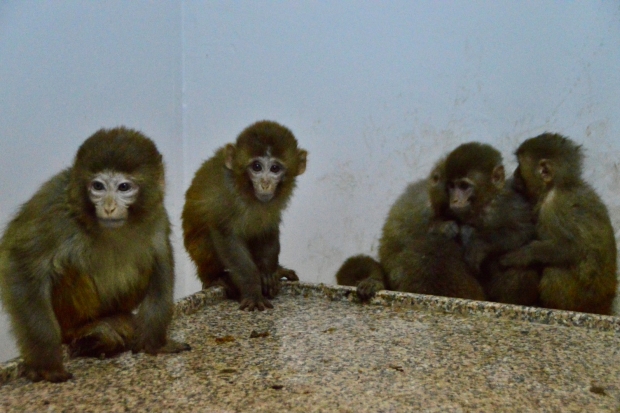 Gürbulak Gümrük Kapısında 12 maymun yakalandı
