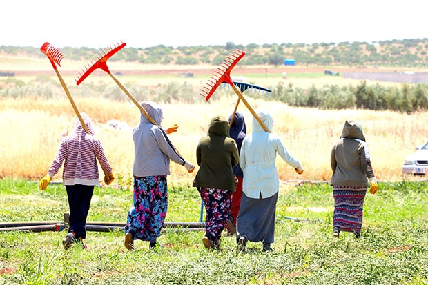 Nanede hasat zamanı