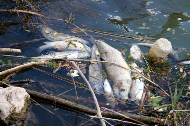 Türkiye’nin en uzun nehrinde toplu balık ölümleri