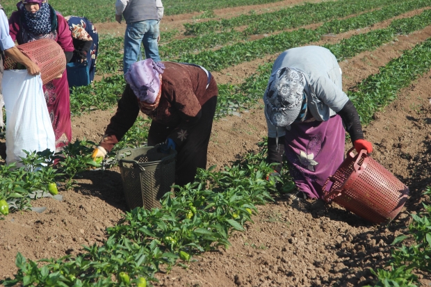 Suriye sınırında acı hasat